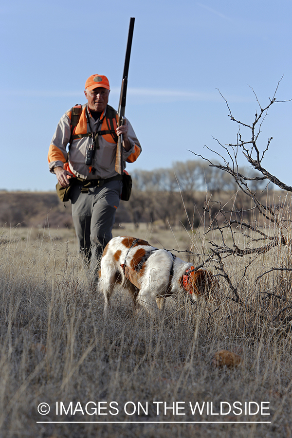 Mearns quail hunting with Brittany Spaniel.