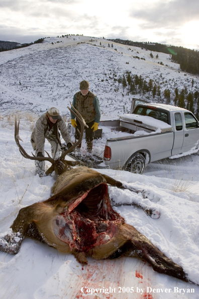 Hunters dragging field dressed bull elk to truck.