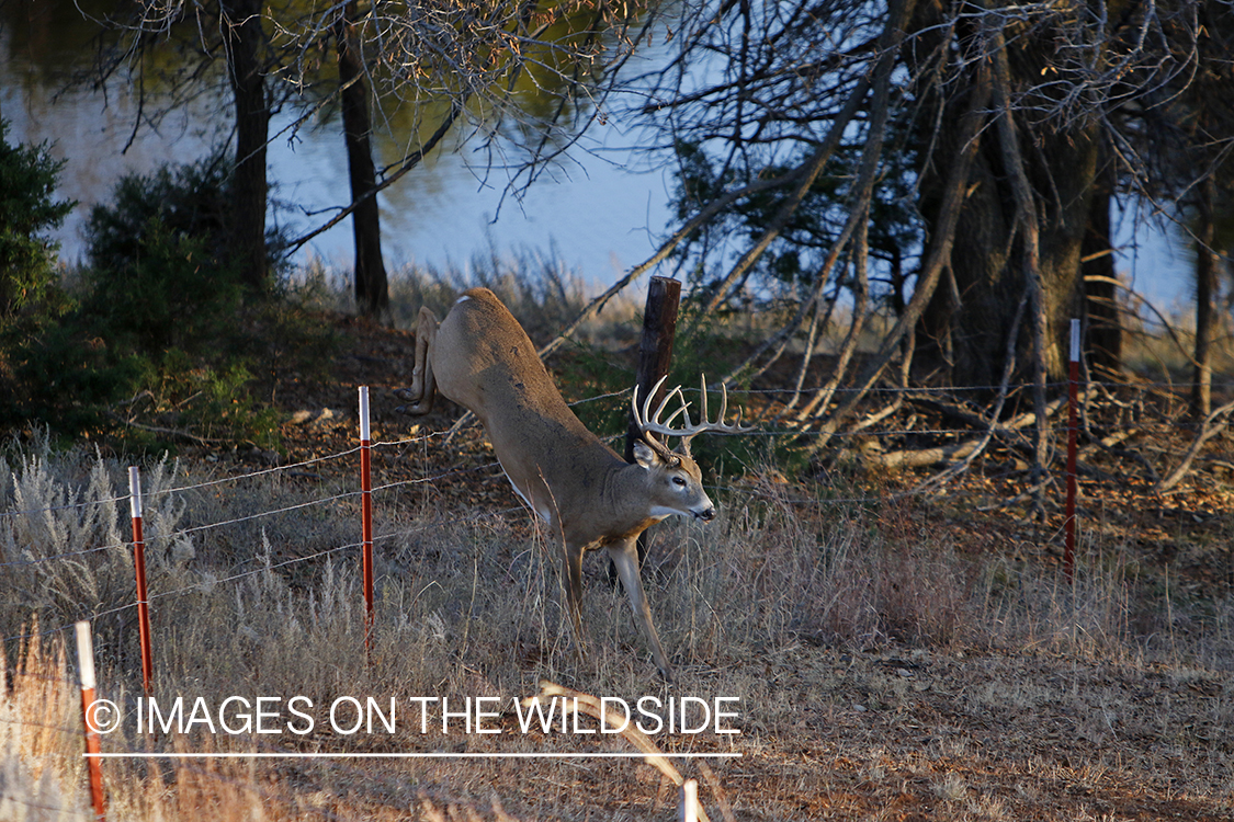 White-tailed buck jumping fence.