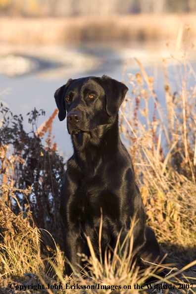 Black Labrador Retriever