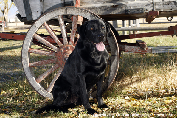 Black Labrador Retriever in field