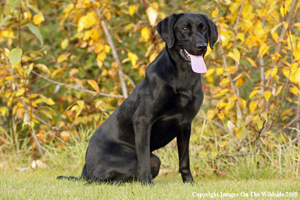 Black Labrador Retriever