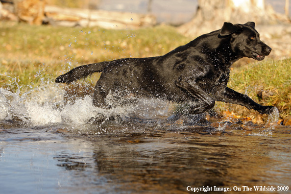 Black Labrador Retriever