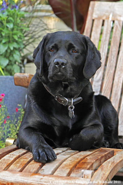 Black Labrador Retriever.