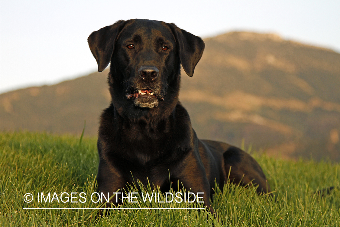 Black Labrador Retriever