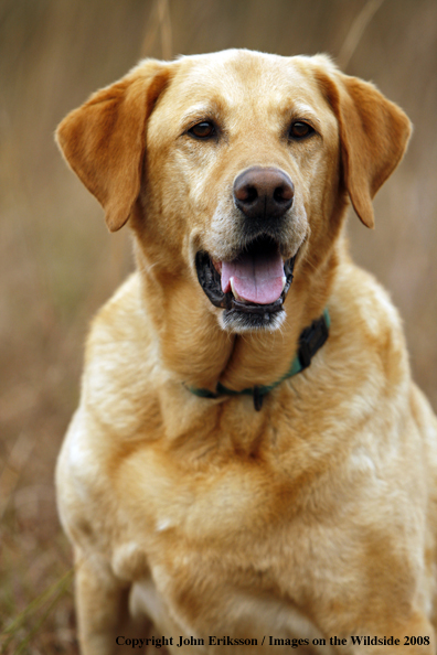 Yellow Labrador Retriever in field