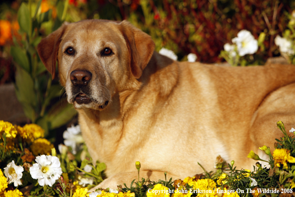 Yellow Labrador Retriever