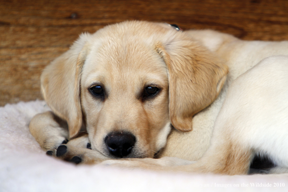 Yellow Labrador Retriever Puppy on bed