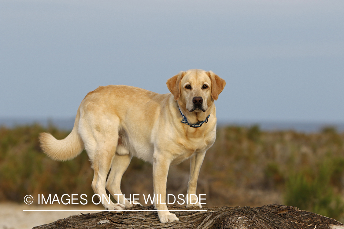 Yellow lab exploring beach.