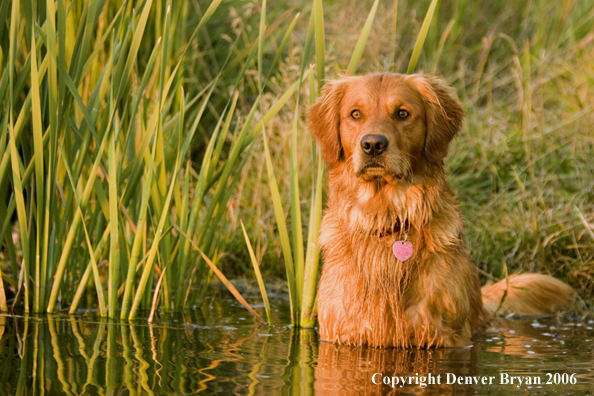 Golden Retriever in pond.