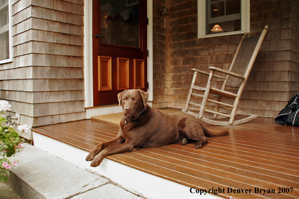 Chocolate Labrador Retriever