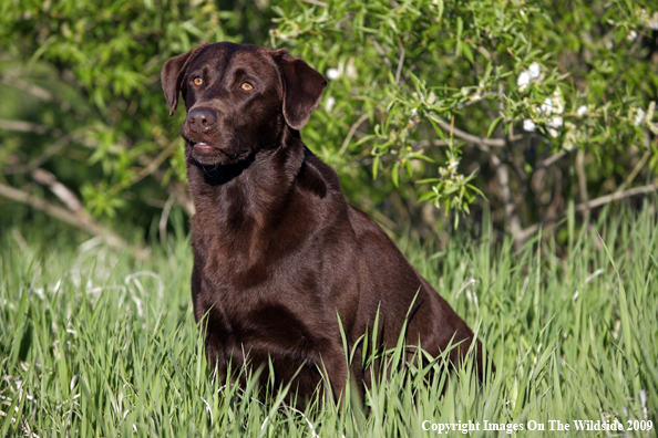 Chocolate Labrador Retriever in field