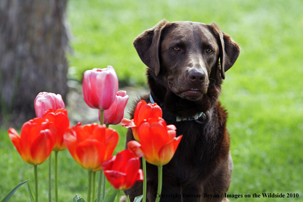 Chocolate Labrador Retriever