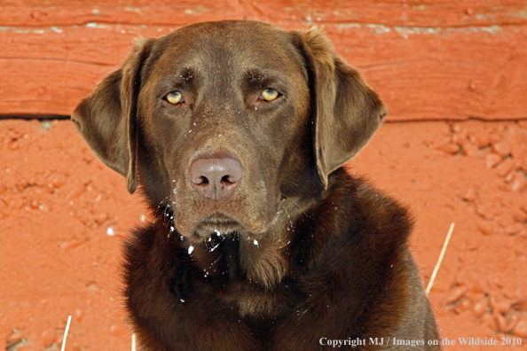 Chocolate Labrador Retriever