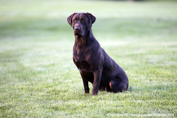 Chocolate Labrador Retriever.