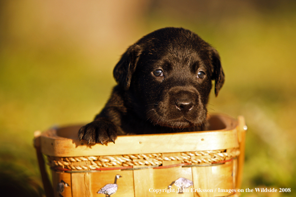 Black Labrador Retriever pup