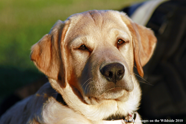 Yellow Labrador Retriever puppy