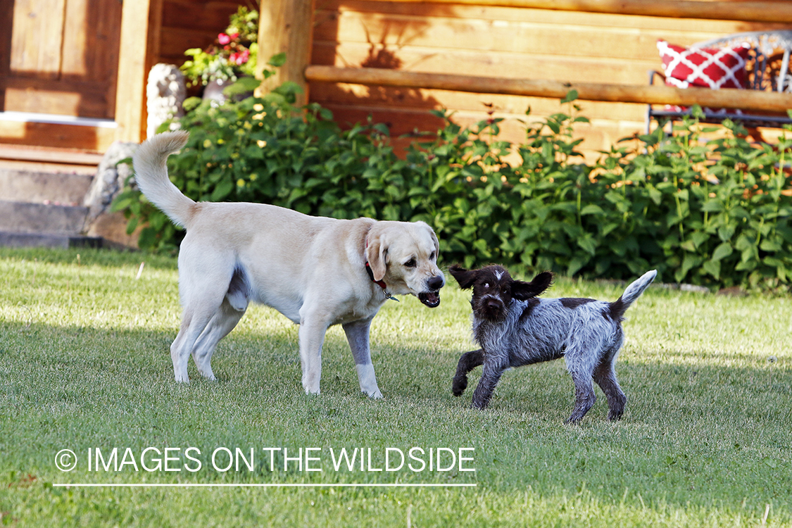 Wirehaired pointing griffon and lab playing.