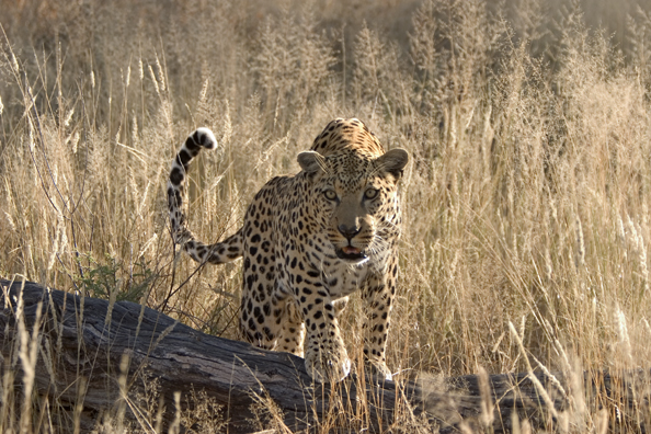 Leopard in habitat. Africa