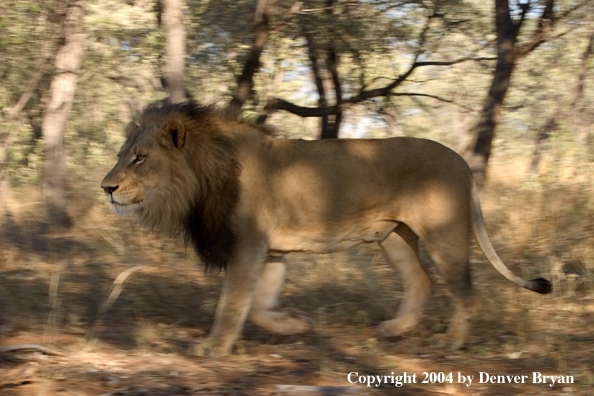 Male African lion in habitat. Africa