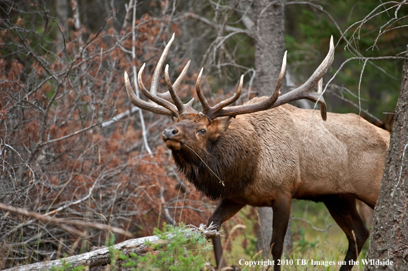 Rocky mountain elk in habitat.