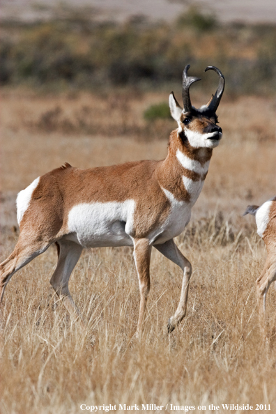 American Pronghorned Antelope buck in habitat.