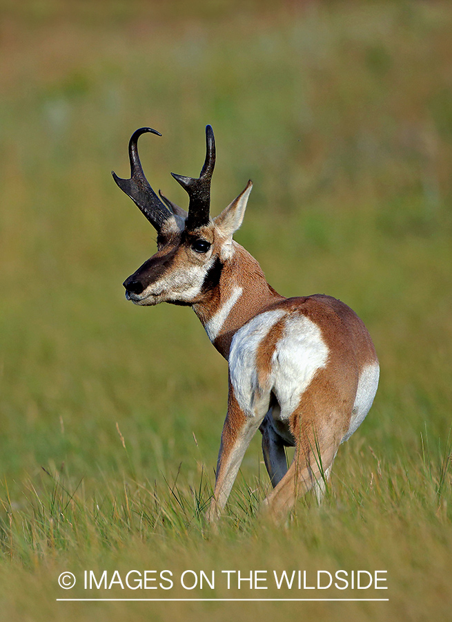 Pronghorn antelope in field.