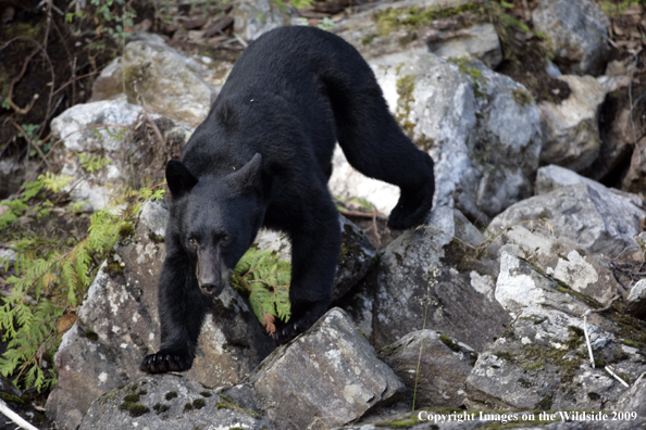 Black Bear in habitat