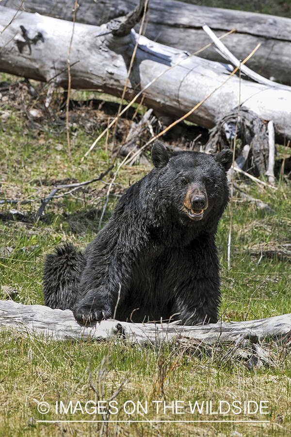 Black bear in habitat.