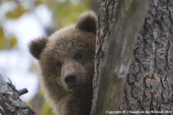 Grizzly/Brown bear in habitat. 