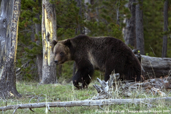 Grizzly bear in habitat