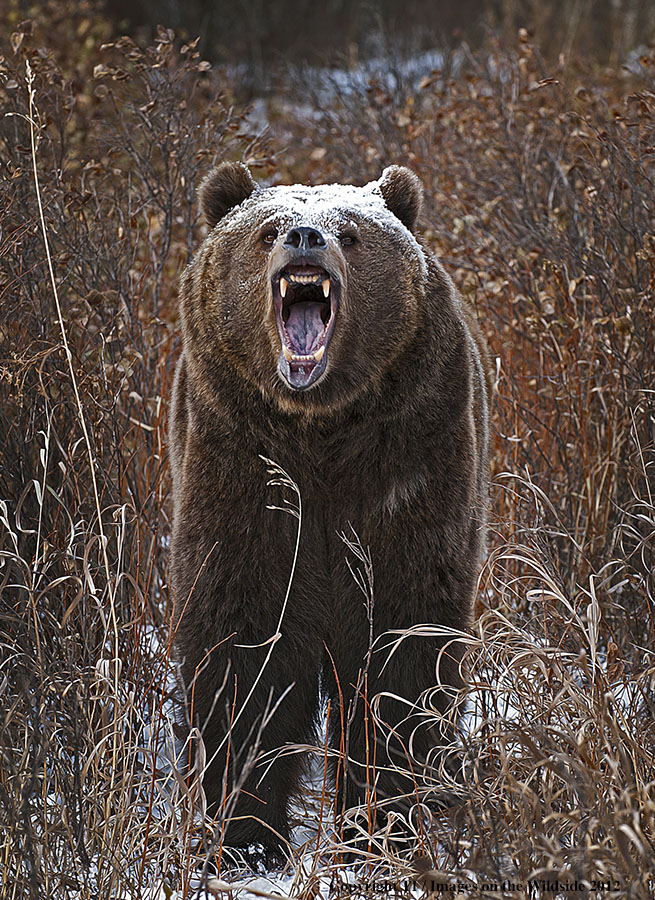 Grizzly Bear in growling.