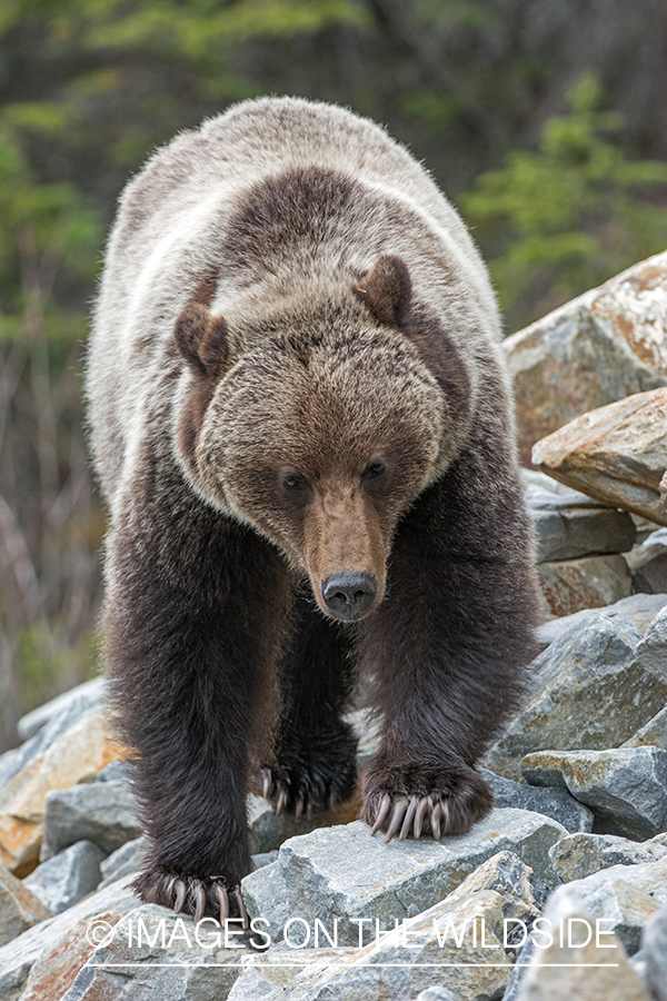 Grizzly bear in habitat.