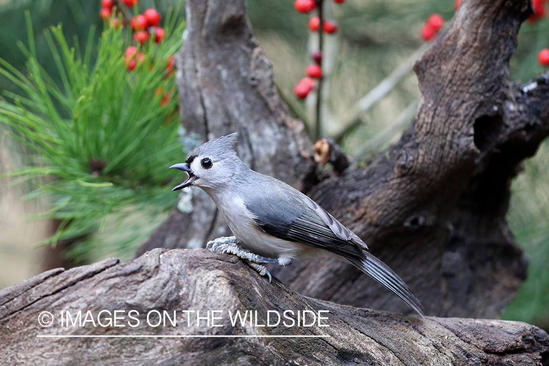 Tufted titmouse in habitat.