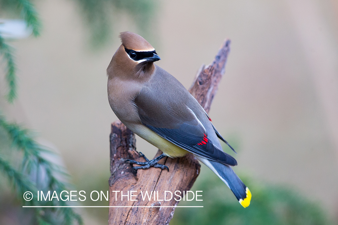 Cedar Waxwing on branch.