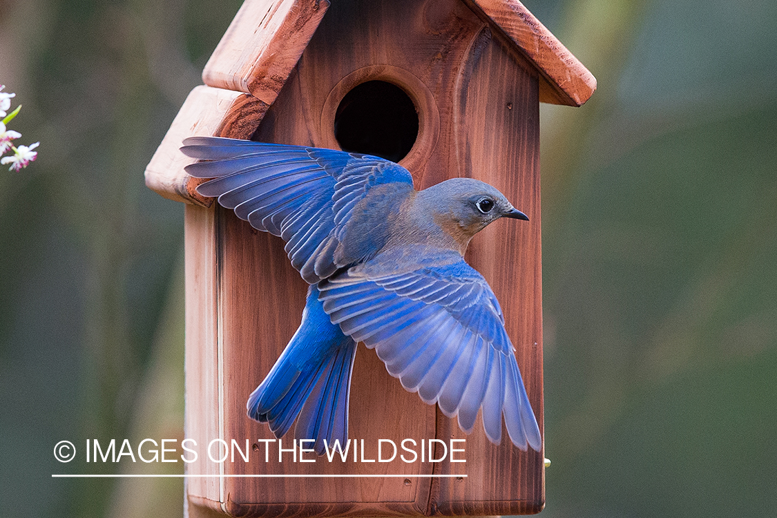 Eastern bluebird in front of bird house.