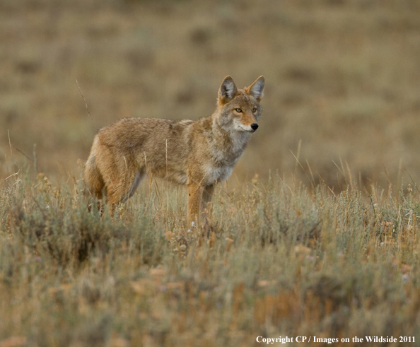 Coyote in habitat. 