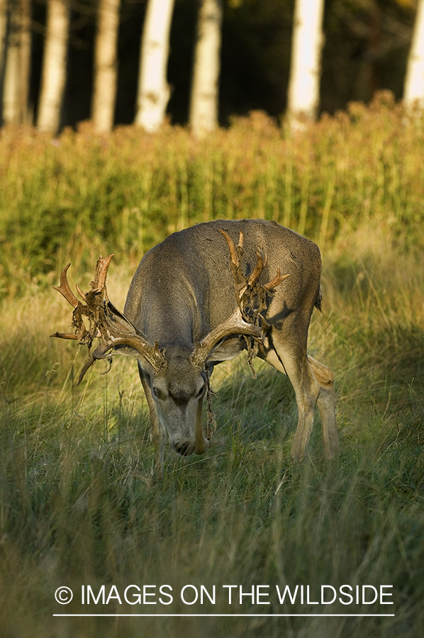 Mule deer in habitat.