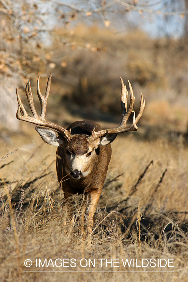 Mule deer buck in habitat. 