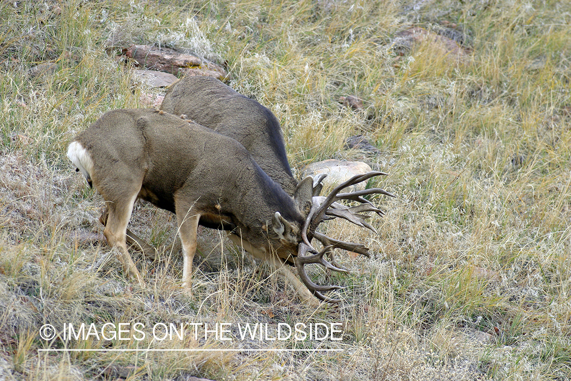 Mule deer bucks fighting. 