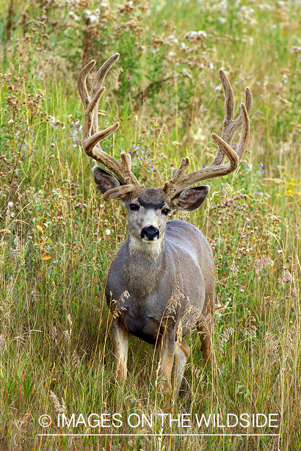 Mule deer buck in habitat. 