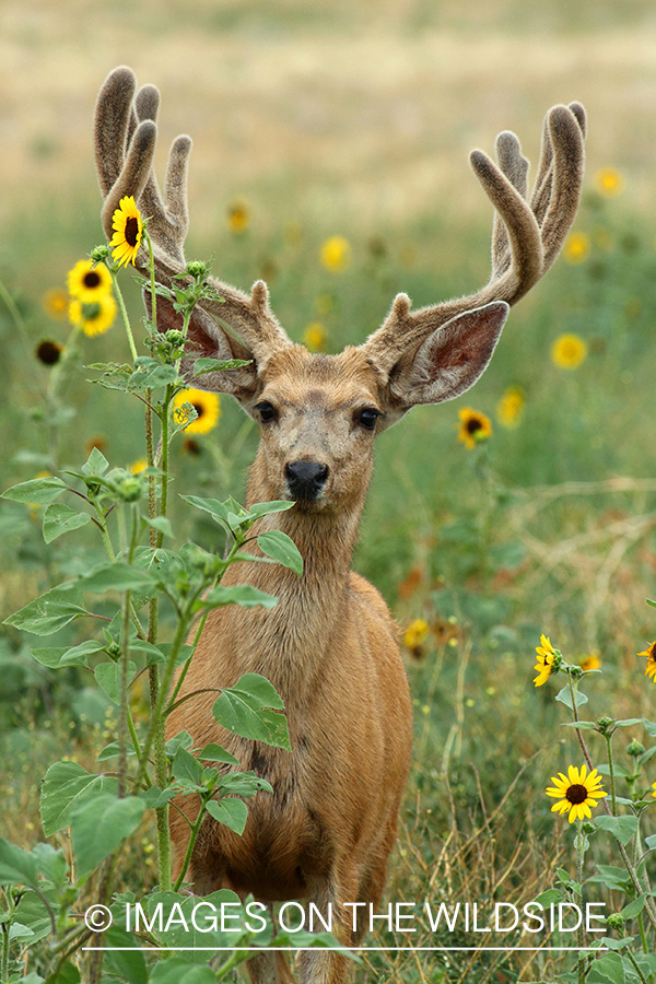 Mule deer buck in habitat.