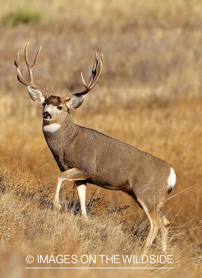 Mule deer buck in habitat.