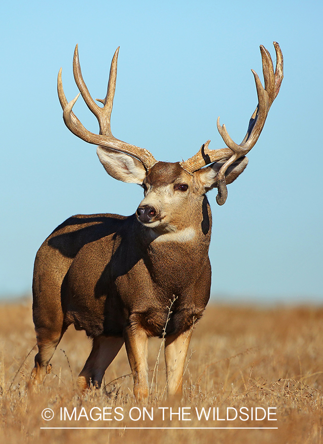 Mule deer buck in field.