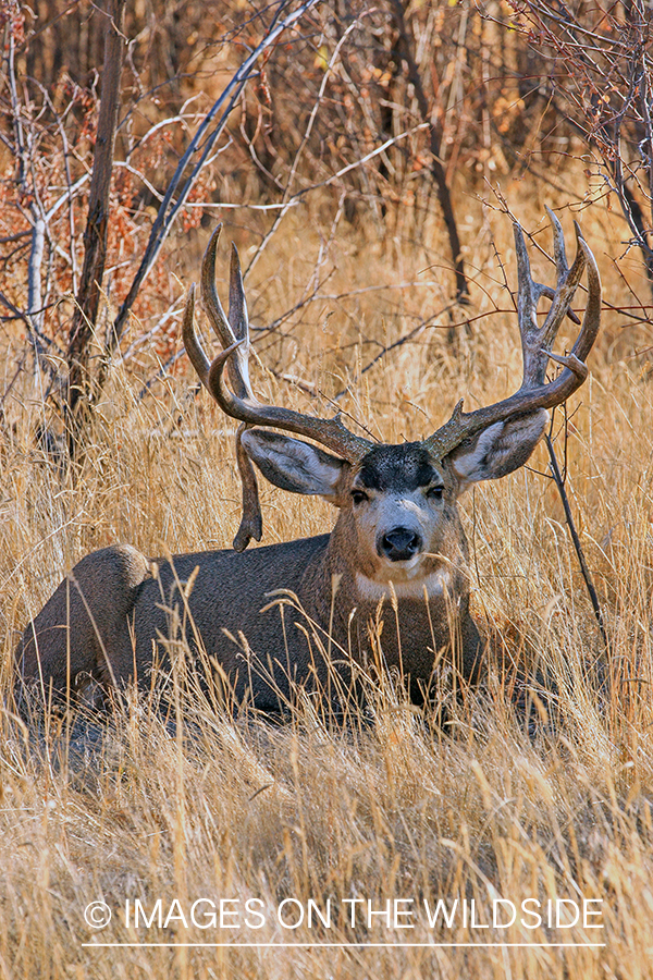 Mule deer buck in rut.