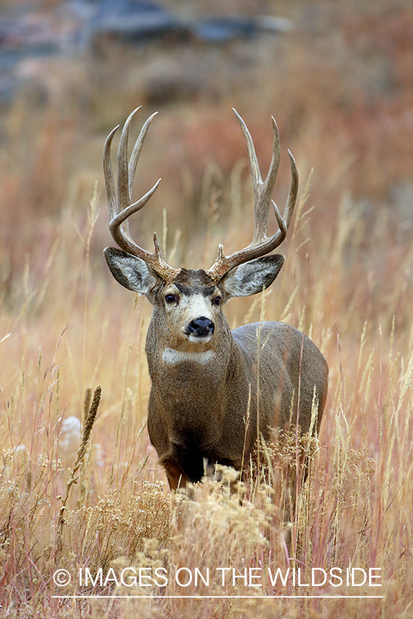 Mule deer buck in field.