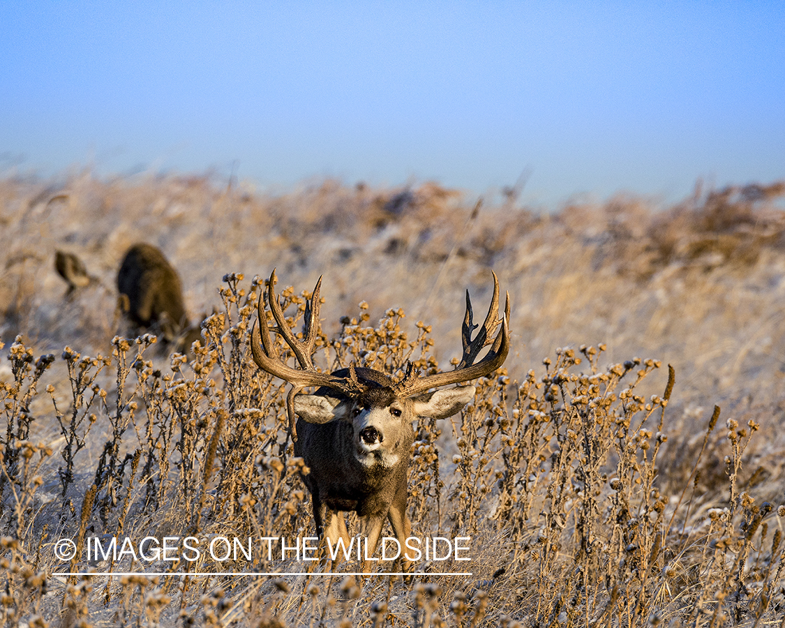 Mule deer buck in habitat.