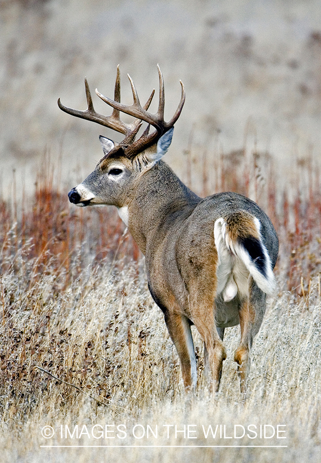 White-tailed deer in habitat