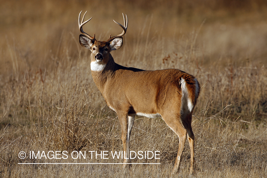 Whitetail Buck