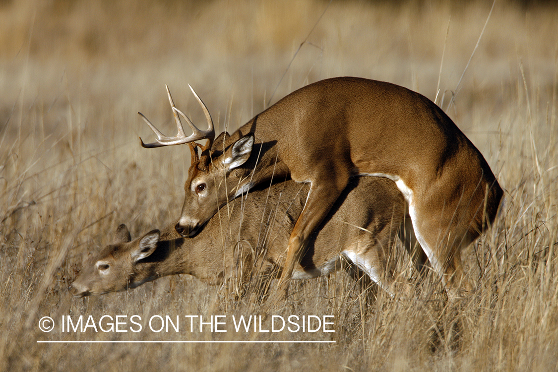 Whitetail deer mating